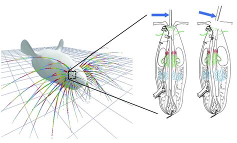 Whisker simulation could help us better understand how touch works