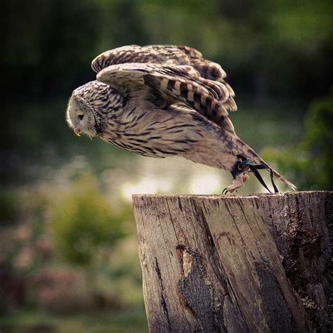 Falconry Displays - Leeds Castle