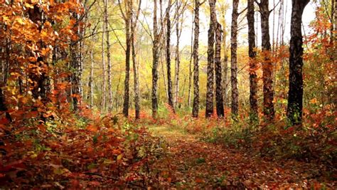 🎉 Characteristics of tropical deciduous forest. Tropical Deciduous ...