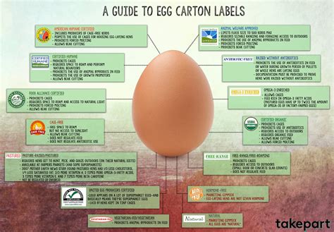 The Art of Unscrambling Egg Carton Labels {Infographic} – The Green Divas