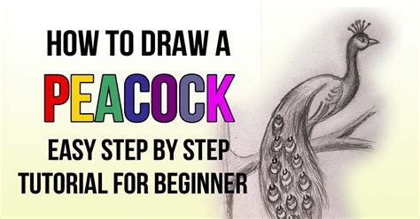 Peacock Sketch - Easy Step by Step Drawing - Peacock facts - Smail Jr