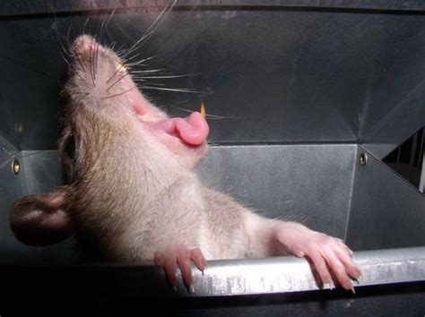 goofy rat yawn by splint78 on DeviantArt | Cute rats, Funny rats, Pet rats