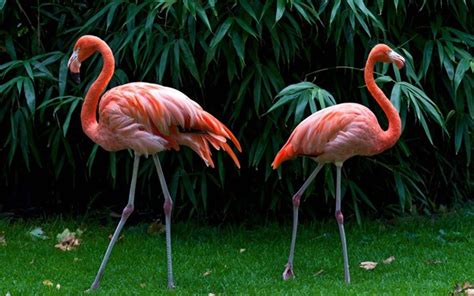 40 Fascinating Pictures of Pink Flamingo Birds That You'll Enjoy