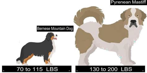 Bernese Mountain Dog Versus Pyrenean Mastiff. Differences and Similarities