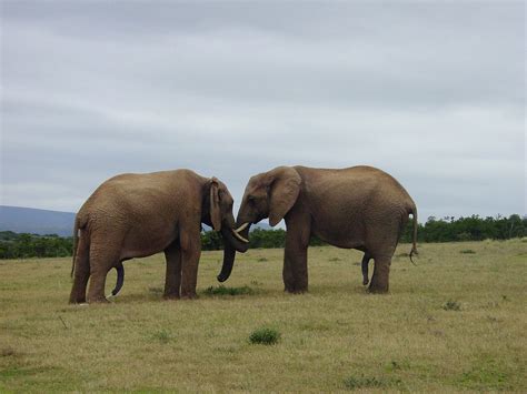 Wild animals can become friends in nature: It rarely happens, but it's possible: news, wild ...