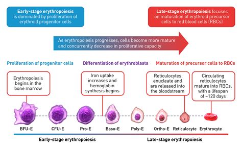 Understanding erythropoiesis