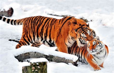 Siberian Tiger: Dangerous and Endangered | Hidden Siberia