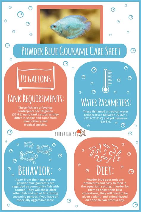 Powder Blue Gourami (Trichogaster Lalia Variation) Care Sheet