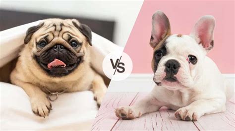 Pug vs. French Bulldog: Which is Better for Families?