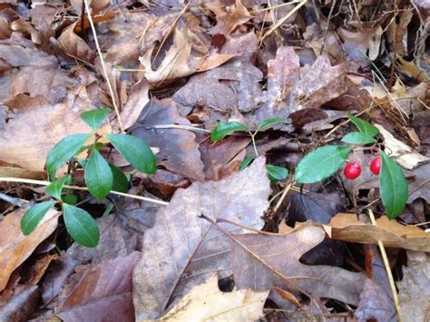 Are Wintergreen Berries Edible? - Krebs Creek