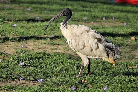 Ibis Australian White - Free photo on Pixabay - Pixabay