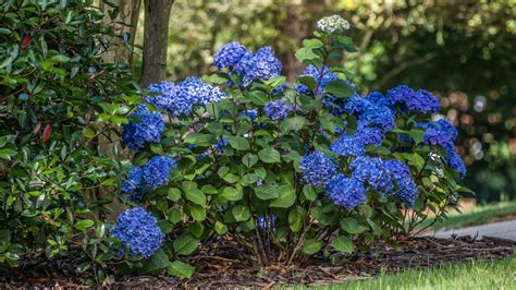 15 Gorgeous Flowering Shrubs That Thrive In The Shade