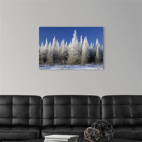 Hoarfrost on tamarack trees, blue sky, Red Lake Wildlife Management ...