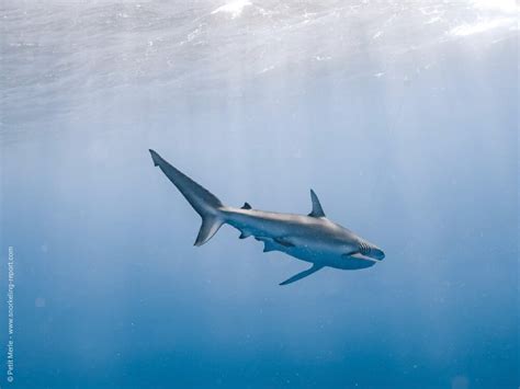 Snorkeling with Sharks off Oahu North Shore | Snorkeling in Hawaii