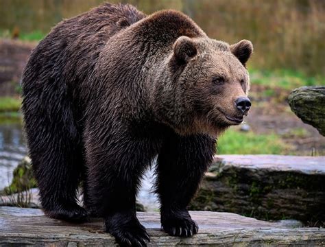 Soportar Oso Grizzly Pardo - Foto gratis en Pixabay