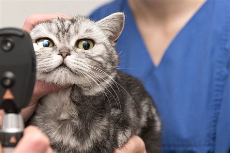 Glaucoma In Cats: Feline Glaucoma Symptoms & Care | Dutch