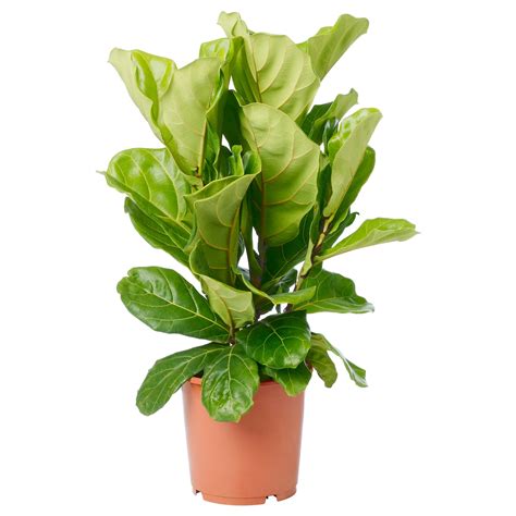 FICUS LYRATA Potted plant, fiddle-leaf fig - IKEA