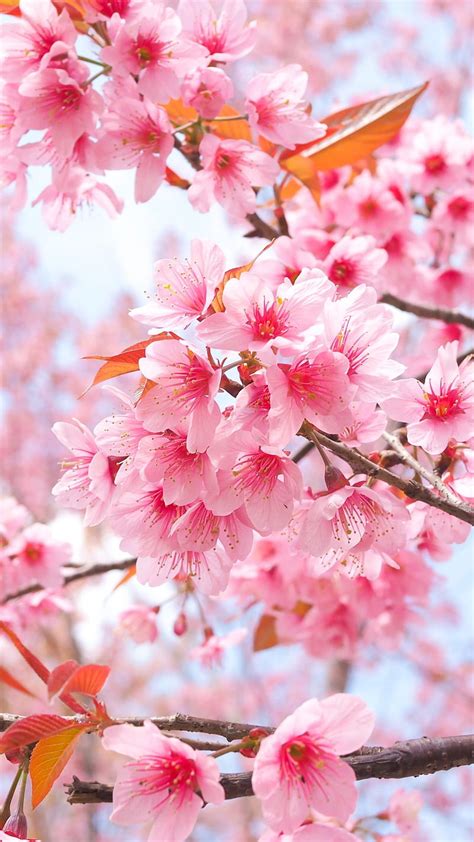 Sakura Flower Mobile Wallpaper Hd | Best Flower Site