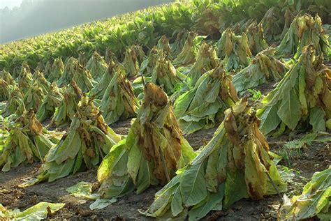 Tobacco Farming Photograph by Matt Meadows/science Photo Library - Pixels