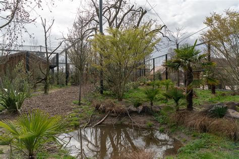 Fossa Enclosure - Madagascar Exhibit - 26/03/2019 - ZooChat