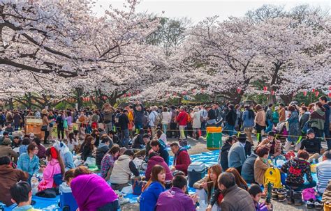 El festival Sakura en Japón