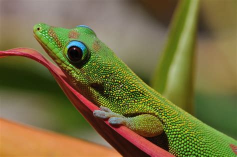 Gold dust day gecko | the pace of nature