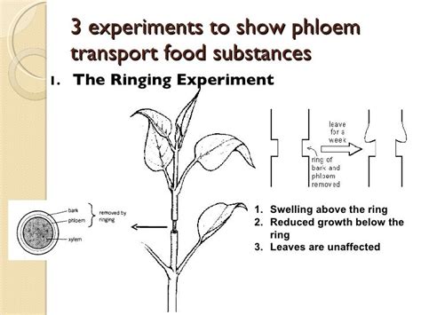 Transport in plant slides