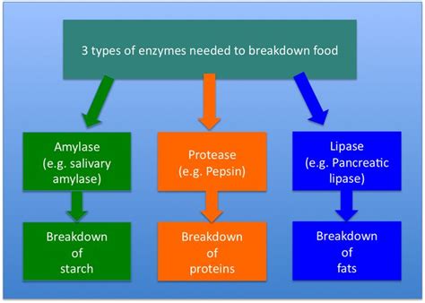 47 best digestive enzymes images on Pinterest | Fermented foods, Vegan ...