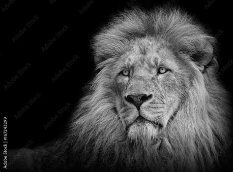 Lion portrait in black/white Stock Photo | Adobe Stock