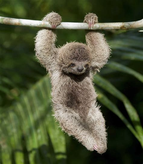 Funny Looking Sloths