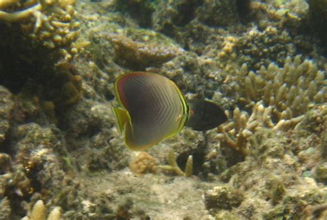 Fiji-Snorkeling-Underwater-Pictures-Amunuca-Resort-179