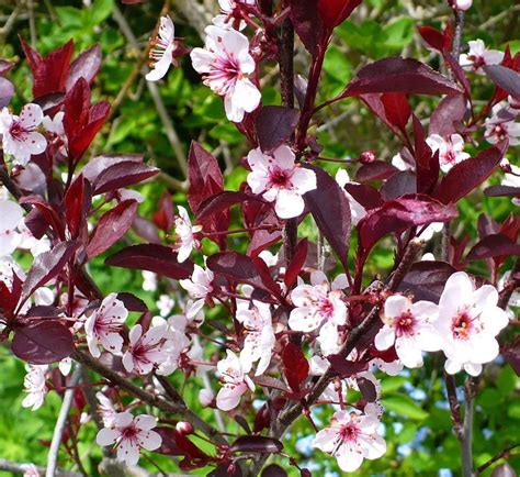 Photo of the bloom of purple leaf sand cherry prunus x cistena – Artofit