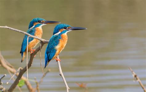 Common Kingfisher | Rahul Alvares