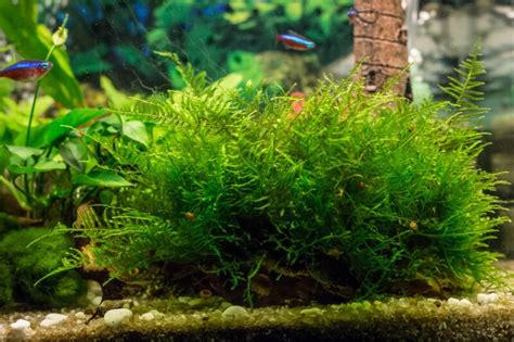 Java Moss • Care Guide (Growth, Uses & Tank Setup)