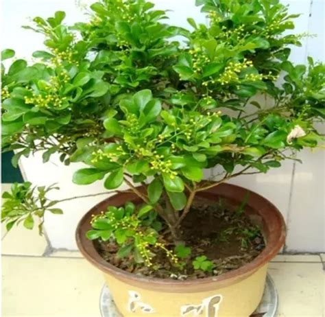 200pcs Aglaia odorata seeds Indoor outdoor bonsai tree plant Easy ...