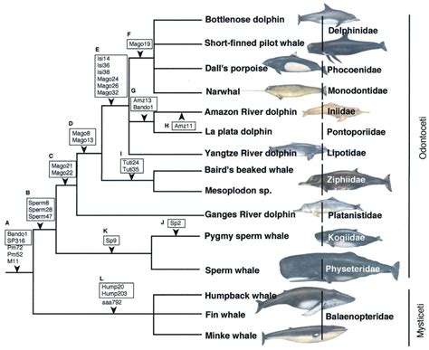 Phylogenetic relationships among the major lineages of cetaceans. Newly... | Download Scientific ...