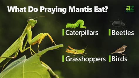 What Do Praying Mantis Eat? - A-Z Animals