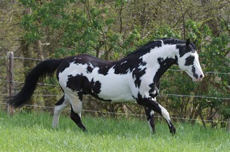 Colonel Coosader •black overo - Paint Horse stallion -Champion.. like lightning strikes markings ...