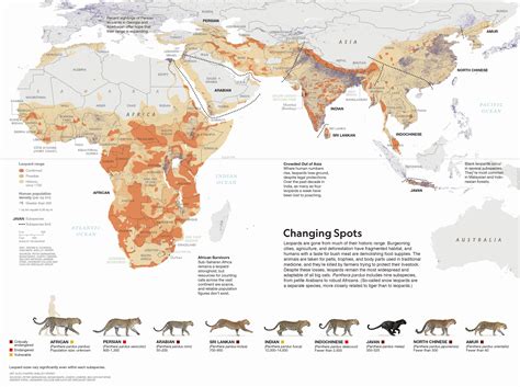 Leopard range map. : r/MapPorn