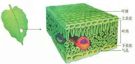 图2是在显微镜下观察到的叶片的结构.请据图回答:(1)整体上看.叶片的结构包括三部分.它们是表皮.叶肉.叶脉．(2)图中[1]和[4]合称表皮 ...