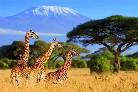 Best Safari In South Africa: Into 15 African Wildest Corners