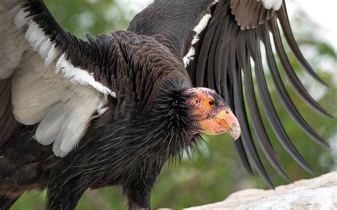 The Majestic California Condor | DinoAnimals.com