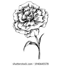 776 Carnation Tattoo Royalty-Free Photos and Stock Images | Shutterstock