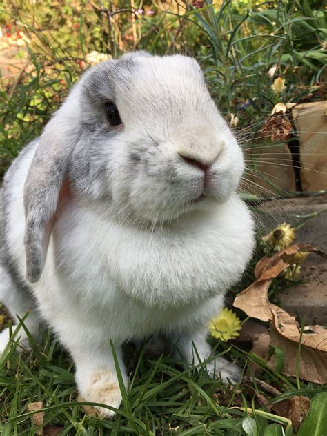 Lola - Female Rabbit in NSW - PetRescue