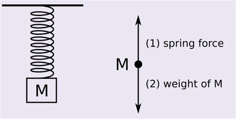 Solved Consider a mass of M = 0.5 kg hanging from a spring | Chegg.com