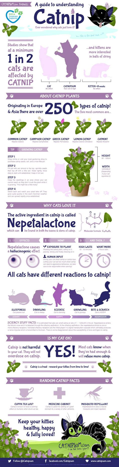 A Guide to Understanding Catnip - MyThreeCats.com CatBlog