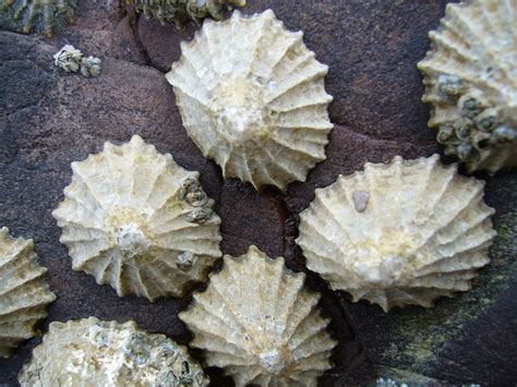 Limpet teeth made of strongest known natural substance - Cosmos Magazine