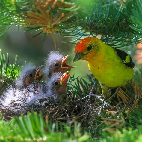 Western Tanager - American Bird Conservancy