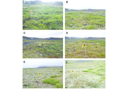 Six tundra vegetation cover types considered in this study: Salix... | Download Scientific Diagram