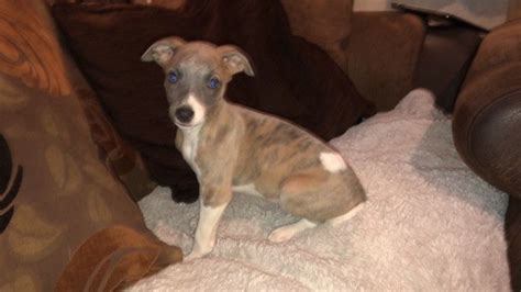 Whippet Puppies For Sale | California Avenue, NJ #282855